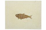 Detailed Fossil Fish (Knightia) - Wyoming #292337-1